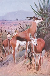 Springbok, illustration från Wildlife of the World, c.1910