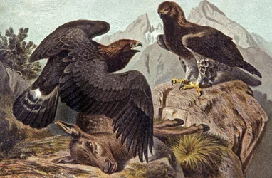 The Royal Eagle, ca 1910 (illustration)