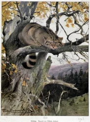 Vildkatt - Akvarell av Wilhelm Ruhnert