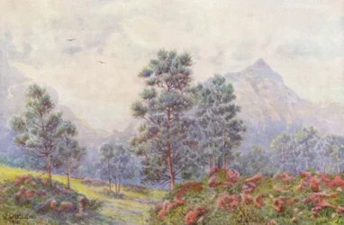 Silverträd och vildgeranier (färglitografi)