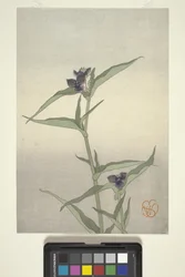 Flower Study, c.1908 (träblock i färg)