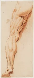 Anatomiska studier (écorché). En mans flådda vänsterben sett bakifrån