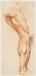 Anatomiska studier (écorché). En mans flådda högerben sett bakifrån, vänt åt höger