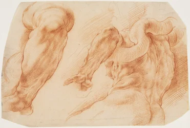 Laocoon. Studier av Laocoons vänstra arm och baksidan av hans bål sett från vänster och underifrån