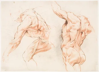 Två anatomiska studier av en man som lutar åt vänster och en annan sedd bakifrån med höjd arm (écorché)