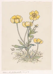 Smörblommor