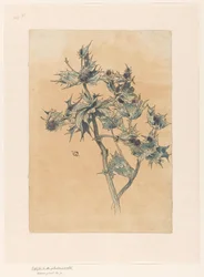 tistlar