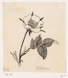 Vild ros