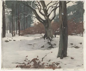 Träd i snön
