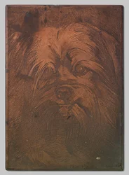 Hund Phoebus