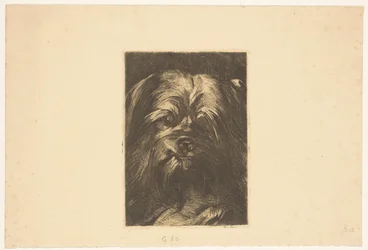 Hund Phoebus