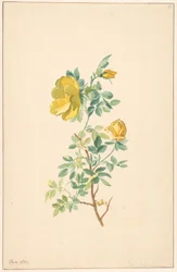 Gren av en gul ros (Rosa Lutea)
