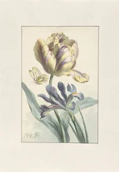 Tulpan och Iris