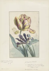 Tulpan och iris