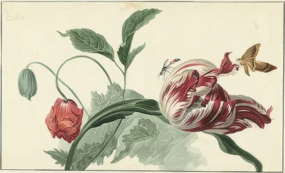 Tulpan och vallmo