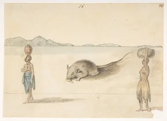 f.3 16 Mus. Invånare troligen i St. Jago. På baksidan: bläckfisk. "Buken av samma fisk. Skissen märkt F tillhör denna.’  från ett album med 372 teckningar av landskap, kustlinjer, kostymer och vardagsliv gjorda under Lord Macartneys ambassad till