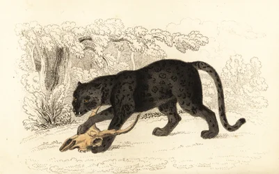 Svart jaguar, Panthera pardus, 1834