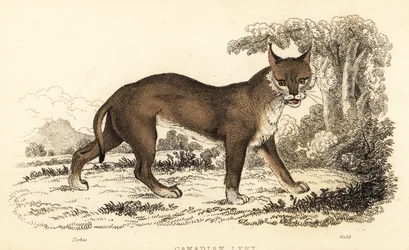 Kanadensiskt lodjur, Lynx canadensis., 1834 (gravyr)