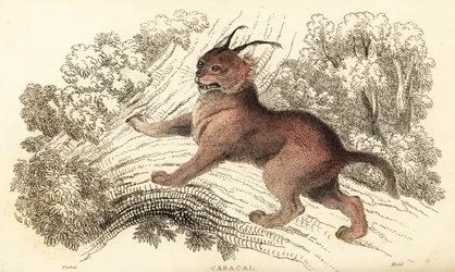 Caracal, Caracal Caracal., 1834 (gravyr)