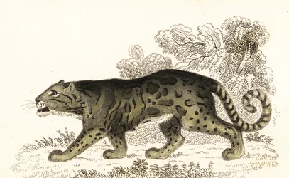 Molnig leopard, Neofelis nebulosa., 1834 (gravyr)