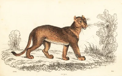 Cougar, Puma concolor., 1834 (gravyr)