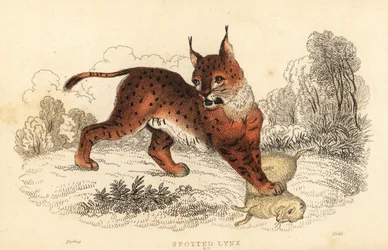 Eurasiskt lodjur, Lynx lodjur., 1834 (gravyr)