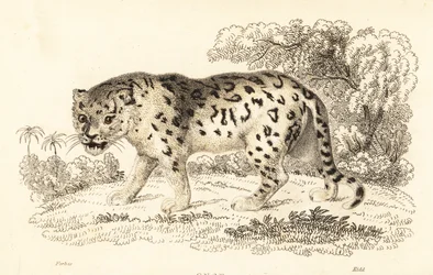 Jaguar, Panthera onca., 1834 (gravyr)
