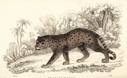 Jaguarandi, the puma respects., 1834 (Engaraving)
