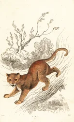 Jaguarandi, the puma respects., 1834 (Engaraving)
