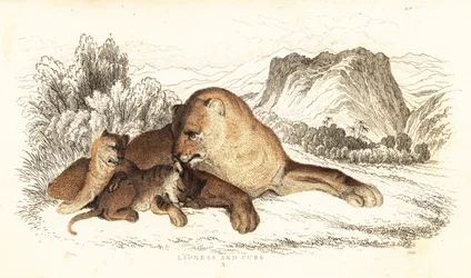 Lejoninna och ungar, Panthera leo., 1834 (gravyr)