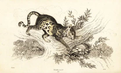 Margay, Leopardus wiedii., 1834 (gravyr)