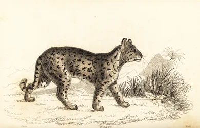 Ocelot, den milda leoparden. , 1834 (gravyr)