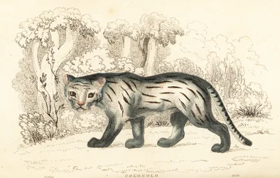 Pampas katt eller pantanal, Leopardus colocola. ,1834 (gravyr)