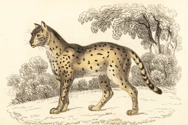 Serval, Leptailurus serval., 1834 (gravyr)