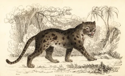 Sunda leopardkatt, Prionailurus bengalensis subsp. sumatranus. ,1834 (gravyr)