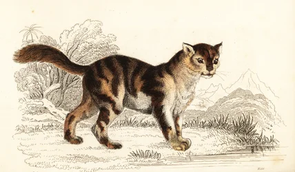Vild sköldpaddskatt från Sydamerika, Felis catus. ,1834 (gravyr)