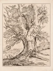 Bok i Windsor Forest, 1805.