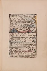 Songs of Innocence and of Experience, tallrik 53, My Pretty Rose Tree, Ah! Solblomma, Liljan