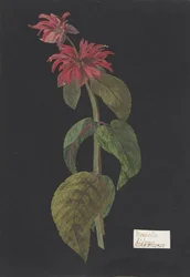 Monarda didyma, scharlakansröd lejonsvans, ca 1791.