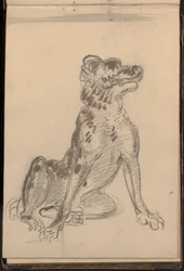 Porträtt av en hund