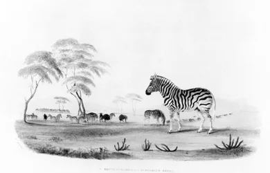 Equus burchelli, eller Burchells zebra, från "Portraits of the Game and Wild Animals of Southern Africa", graverad av Frank Howard, 1840.