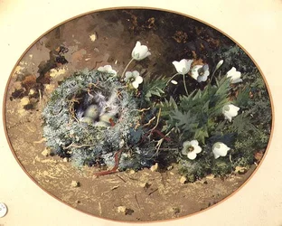Fågelbo med vita harebells