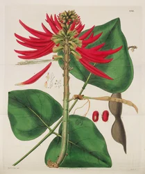 Botanisk tidskrift, 1787-1833.