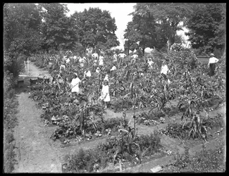 Barn som arbetar i skolträdgården i Isham Park, New York City, 16 augusti 1915.