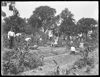 Barn som arbetar i Isham Parks skolträdgård, New York City, 16 augusti 1915