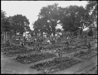Barn som arbetar i skolträdgården i Isham Park, New York City, 5 augusti 1914
