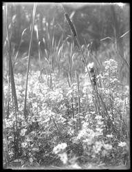 Närbild av starr i Reliance Woods, ca 1912