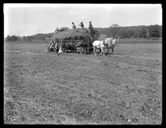 Gårdsarbetare lastar hö på hästdragen hövagn, McCready Farm, Crawford County, Pennsylvania, ca 1913
