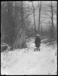 William Gray Hassler drar sin släde genom snöiga skogar, ca 1912
