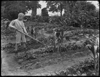 William Gray Hassler arbetar i skolträdgården i Isham Park, New York City, 5 augusti 1914